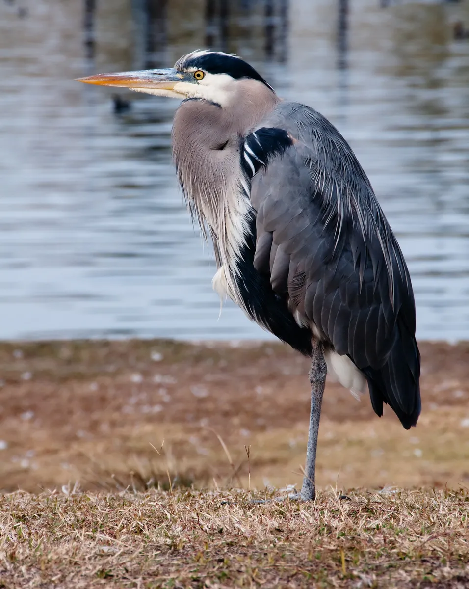 Great blue heron — Delta, BC wildlife
